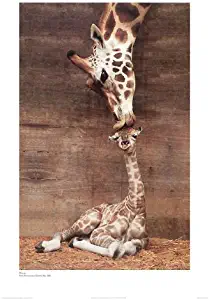 Giraffe, Mother Love, First Kiss by Ron D'Raine. Photo Print Poster (16 x 20)